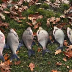 Udzialowe wedkarstwo - zlowione leszcze