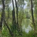 Jezioro Otmuchowskie - gęsty las i bujna zieleń nad brzegiem, przyroda OW Grek