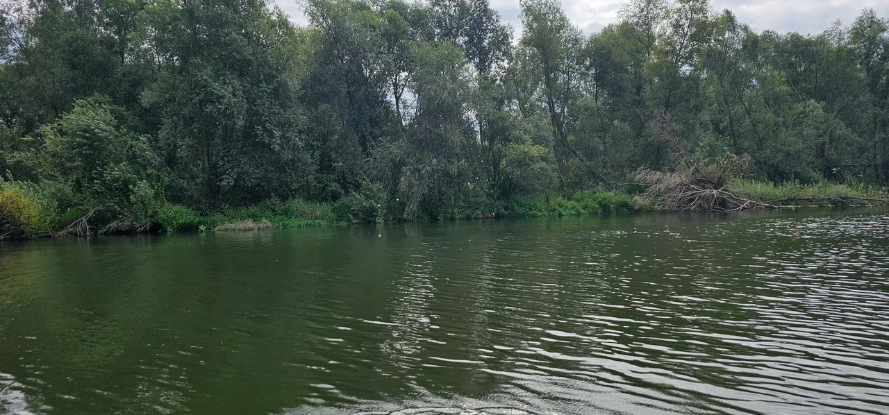 Jezioro Otmuchowskie - gęsty las i zieleń nad brzegiem jeziora w pobliżu OW Grek