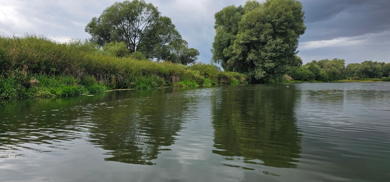 Jezioro Otmuchowskie - natura i zieleń nad wodą, drzewa w pobliżu Ośrodka Wypoczynkowego Grek